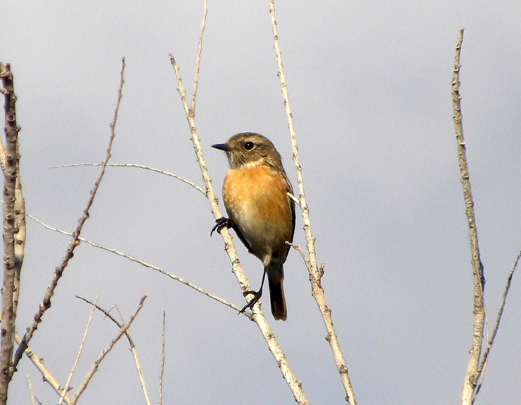 identificazione passeriforme